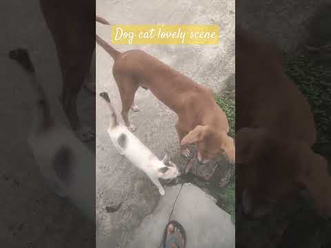Dog cat Love #viral #cat #dog #ytshorts