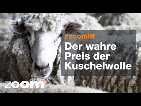 Merino-Boom - Der wahre Preis der Kuschelwolle - zoomIN vom 13.02.2019 | ZDF