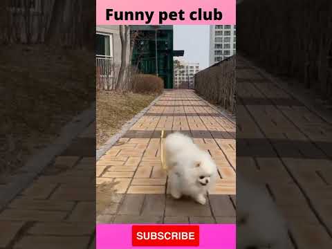 New funny pet video 🐶 funniest dogs and cast video 2022 #shorts  #146