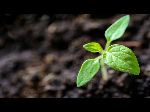 Das Gleichnis vom Sämann | Lukas 8, 4-15 | Stefan Weinbach