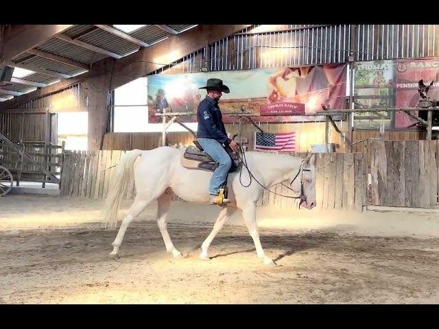 Caballo castrado Quarter Horse En venta 2021 Cremello por AR ROCK STAR