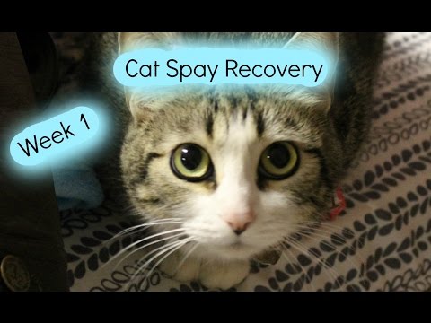 Cat Spay Recovery Week 1! - AnimalPetLover6