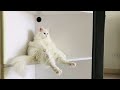 Hear About The New Restaurant Called Karma Funny Cats Funny Jokes