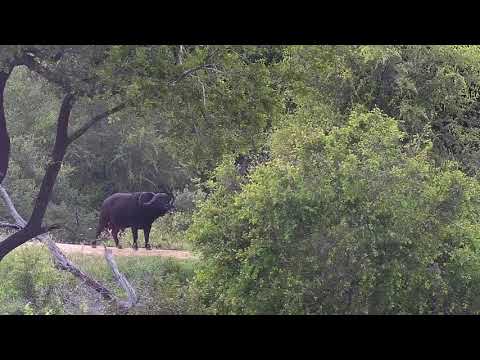 Djuma: Lone Buffalo bull (no audio) - 07:08 - 01/07/21