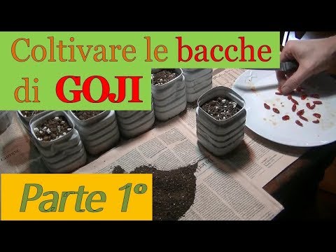 Come perdere il peso in mani al di sopra dei gomiti Poiché quanti è possibile perdere il peso se è su 500 chilocalorie al giorno