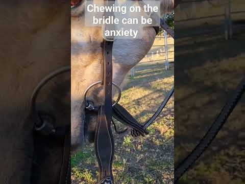 , title : 'chewing on the bridle can be anxiety'