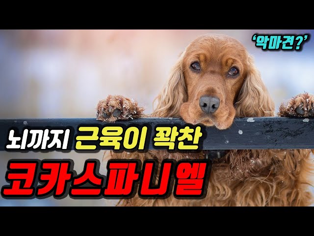 הגיית וידאו של 코카 בשנת קוריאני