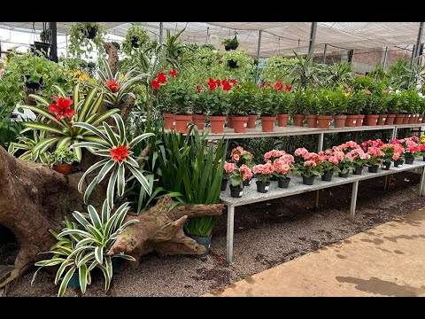 Santa Catarina Florist, Plants, and Glass. Showing Values ​​of Everything. Florescer Studio