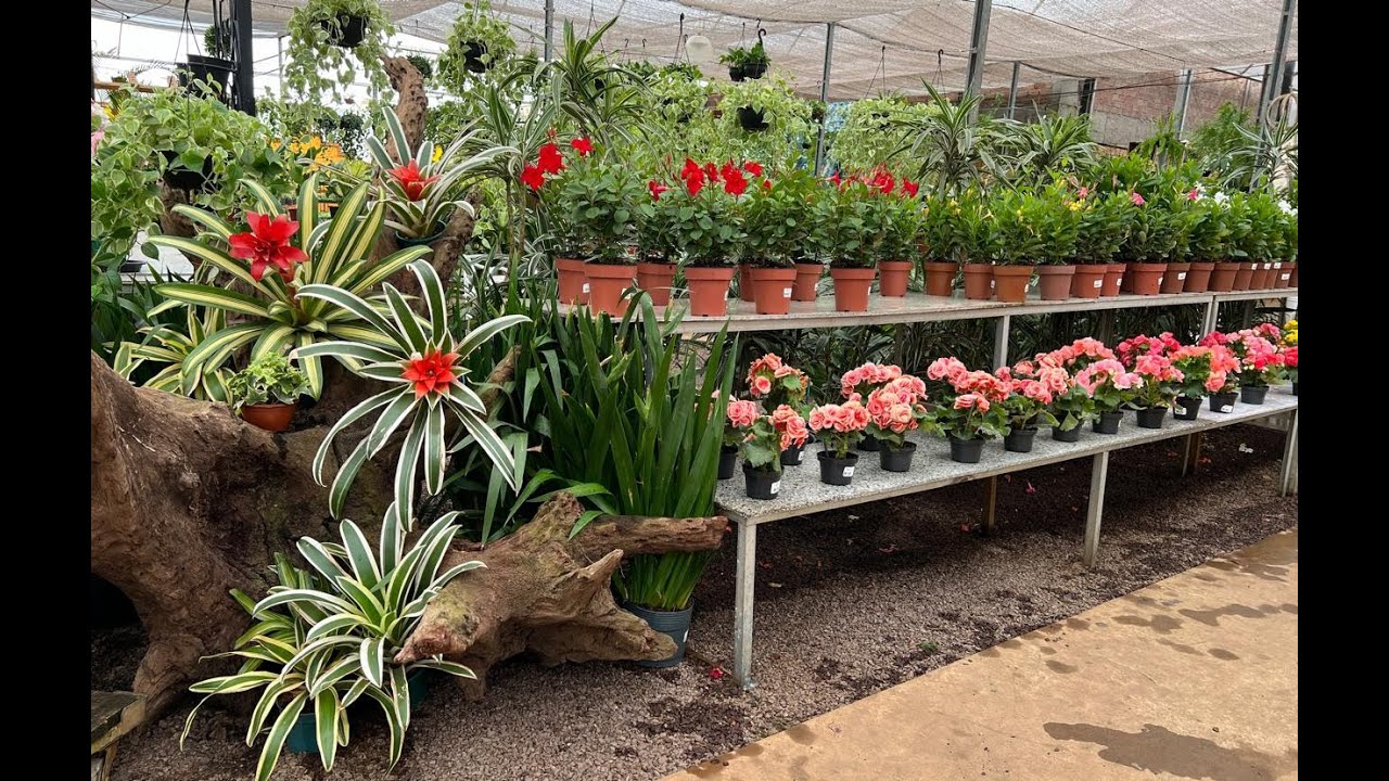 FLORICULTURA CATARIINENSE, PLANTAS E VIDROS. MOSTRANDO VALORES DE  TUDO.   Ateliê Florescer