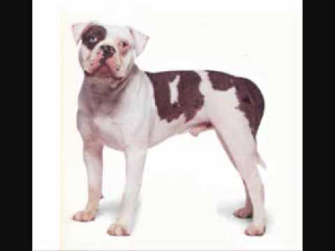 Alapaha Blue Blood Bulldog