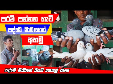 පරවි ට්‍රේන් කරන විදිහ පද්මේ මාමාගෙන් අහමු | How to Train Timing pigeon | Royal Pets @Royalpets