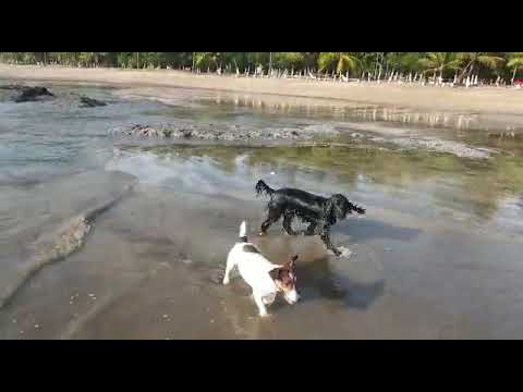 Enzo and Felux at the beach