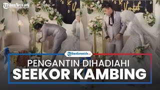 Viral Pengantin Dihadiahi Kambing yang Didandani saat Pernikahan, Mempelai Pria Nampak Geleng-geleng