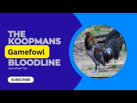 Koopman’s Blue Gamefowl Bloodline: A Legacy of Strength and Strategy