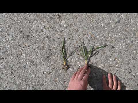 Winterweizen - Schosserdüngung