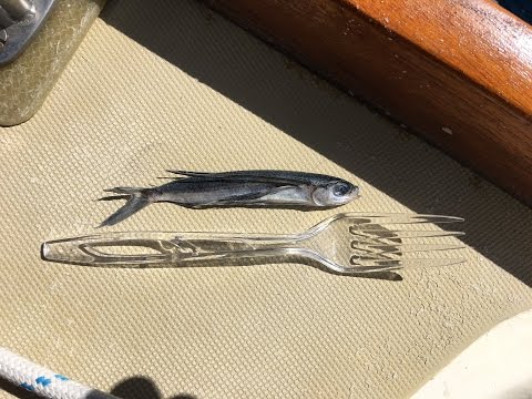 S/V SeaSprite's Big Adventure - 450NM Offshore Passage to Charleston, SC