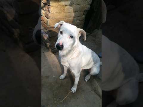 #whitefighter #dog#viralshots #petvlog (Raheem Qureshi)