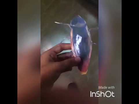 Broma a mi hermana con cucaracha