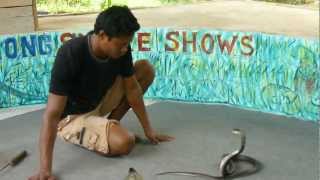 preview picture of video 'Cobra Show Koh Lanta Thailand 2012 Full HD 1080i'