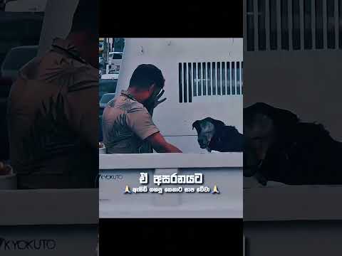 සතෙක්ට ආදරේ කරන කෙනෙක් කොහොමද මේක දරා ගන්නෙ 🥹🥺 #doglove #dog #animal