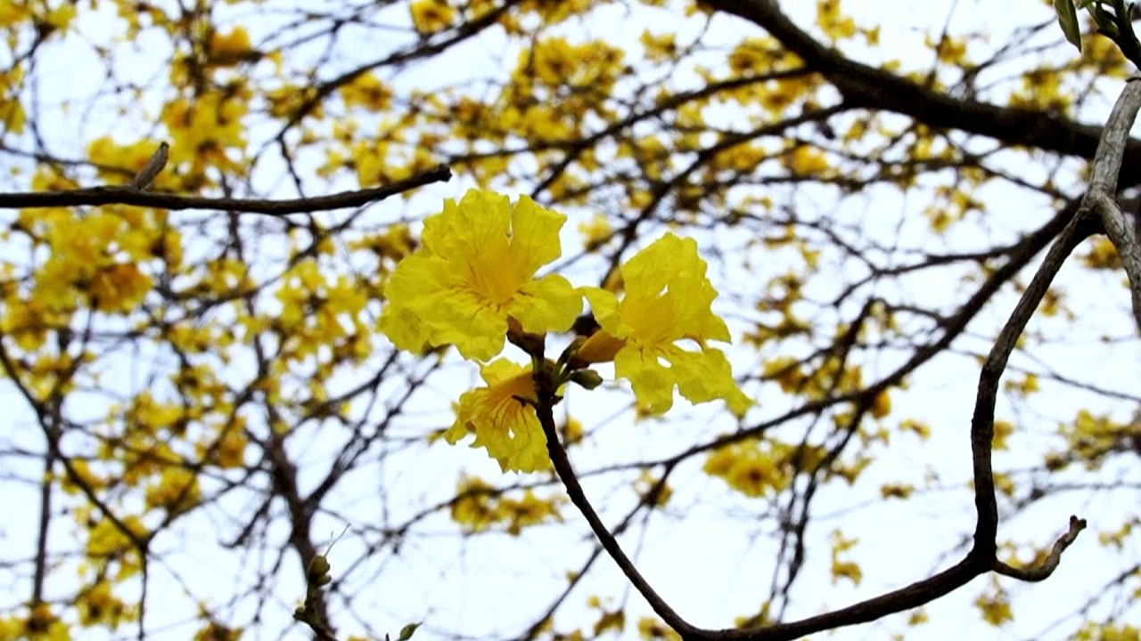 صورة بعنوان: maxresdefault