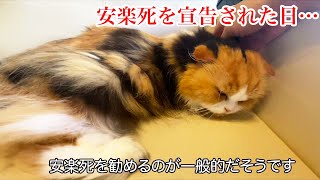 【猫 腎不全末期】獣医に安楽死を勧められました…タイムリミットは48時間【ティッティ】