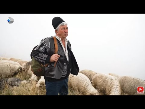 Asta-i Romania (29.09.2024) - Pastoritul incepe sa dispara! Cine mai merge azi cu oile la pascut?