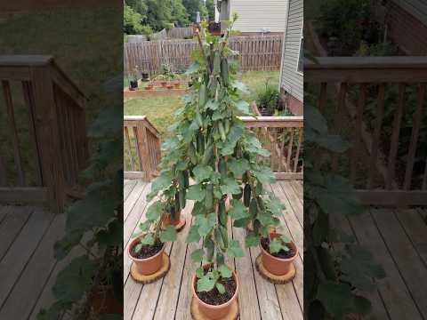 Cucumber Trellis Idea: From Simple Pots to a Vertical Harvest Tower 🌿