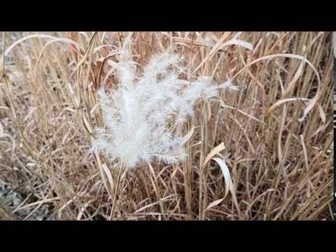 Agroturystyka Jarzębinowy Wianek - Szum traw na wietrze...