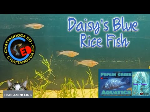 Daisy's Blue Rice Fish