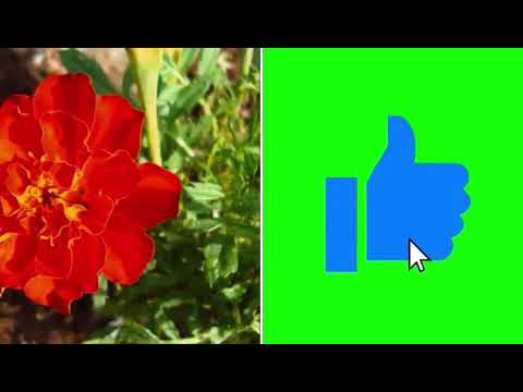 Las Hermanas Perez-volume 1