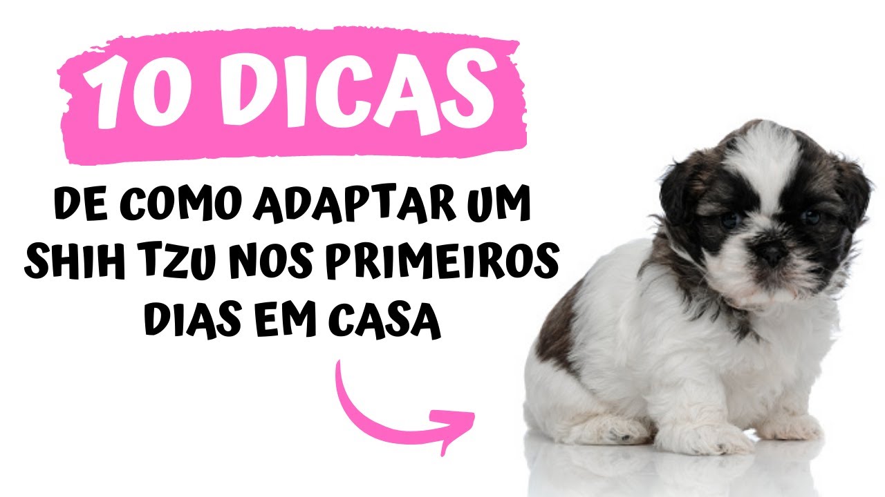 COMO ADAPTAR UM FILHOTE DE SHIH TZU NOS PRIMEIROS DIAS EM CASA? | 10 Dicas do que você deve fazer