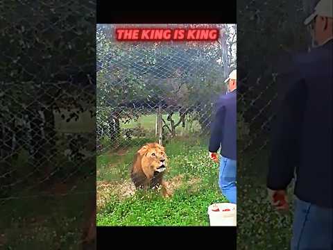 Tiger vs Lion #trending #animals #wildlife #youtubeshorts #youtube #shorts #tiger #lion #viralshort