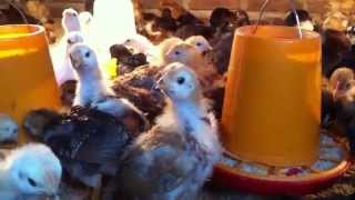 preview picture of video '14 (FOURTEEN) DAYS OLD CHICKS AT MY FARM'