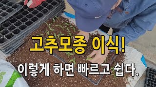 고추이식작업 이렇게 빠르고 쉽습니다. 올해 고추농사 시작!