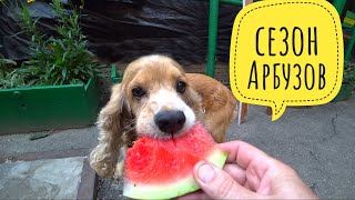 Арбузный сезон открыт 🍉 . Мика нас охраняет.