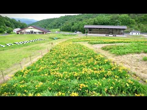 恩原高原「ニッコウキスゲ」【岡山県苫田郡鏡野町】