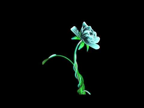 Blooming flower#glowing flower#cinema4d#animation