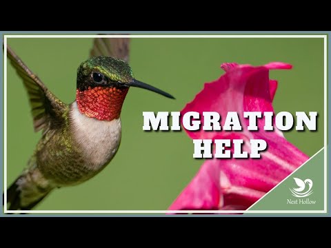 12 Tips: Help Hummingbirds Survive Migration