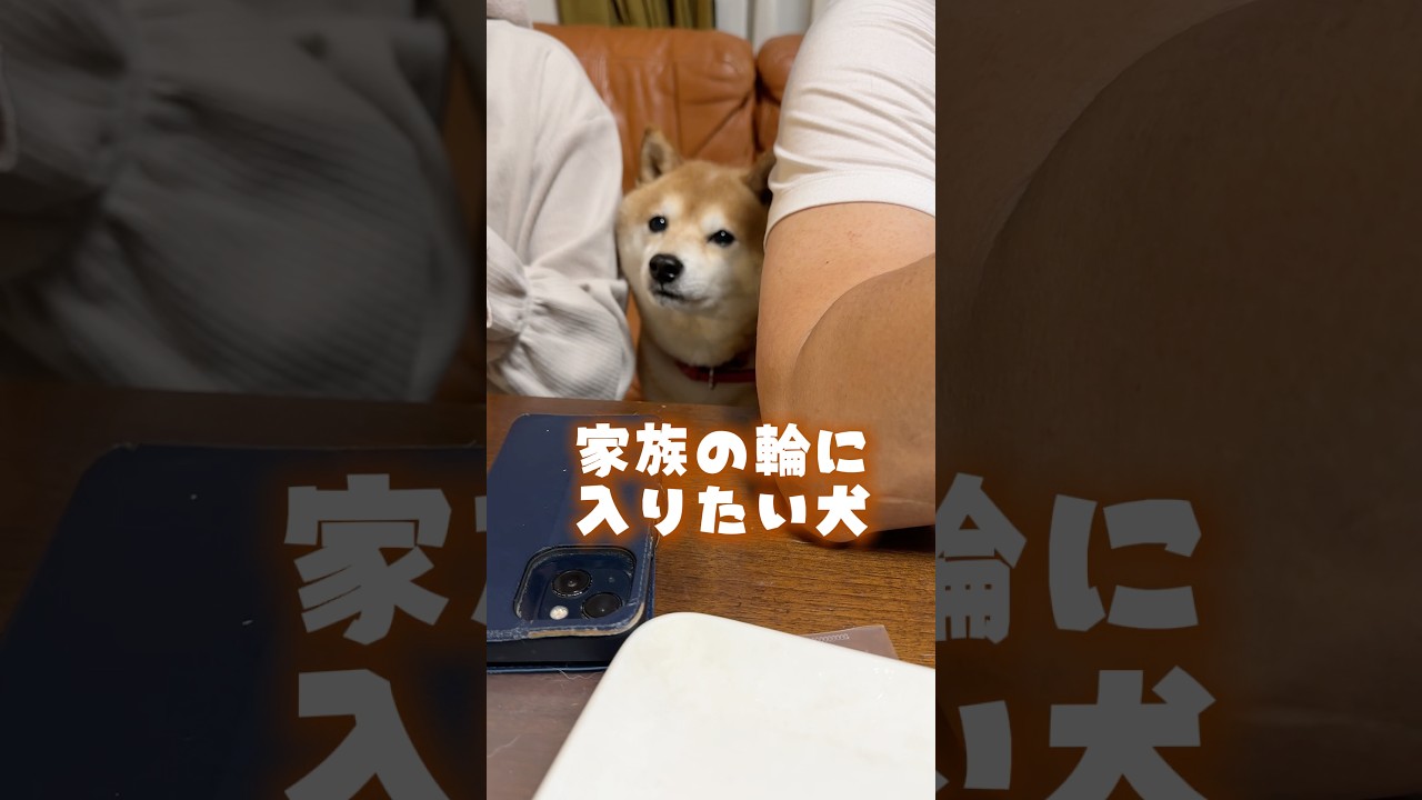 昨日、新しいトースターを買って、⁣家族で試しに焼いて食べてたら⁣⁣無理矢理、割り込んでた豆千代くん🐾 #豆柴 #柴犬