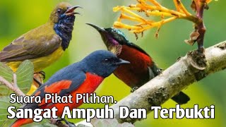 Download lagu Suara Pikat. Burung Sogon. Kolibri. Mantenan. Sangat Ampuh Dan Cepat Respon.. mp3
