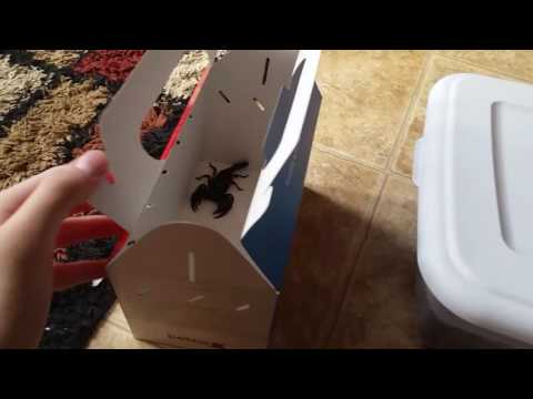 New Emperor Scorpion