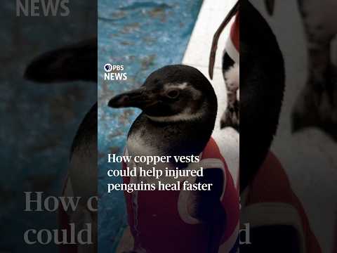 How copper vests could help injured penguins heal faster