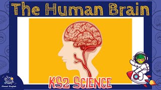 The Brain | KS2 Science | STEM and Beyond