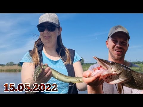 3 Hechte & 7 Aale geangelt unglaubliche Session #angeln #fishing #aaletagundnacht #aal #hecht #eel