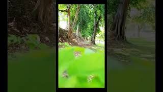 กำแพงเมืองเก่า กำแพงเพชร