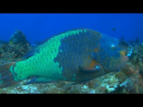 "Bold" Parrotfish Help Keep Coral Reefs Colorful | One-Minute Dive With Pew