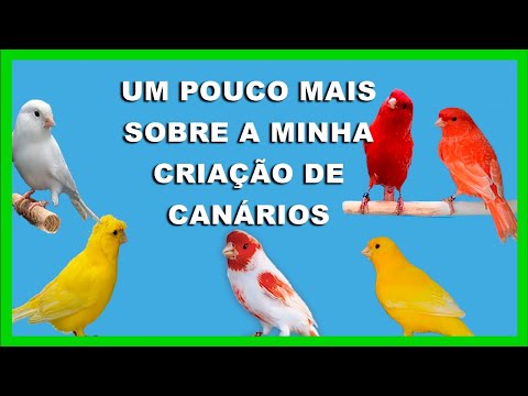 Um pouco mais sobre minha criação de canário. (Ep. #61/365)