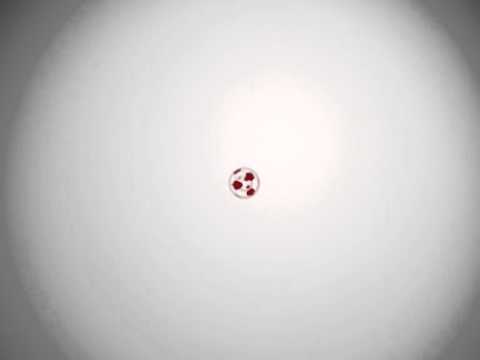 KMF.INDIANS 2013 INĐIJA