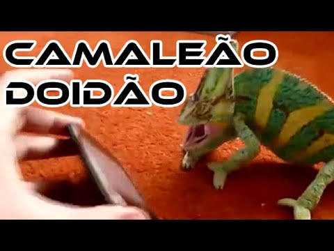 Camaleão Assustado com iphone